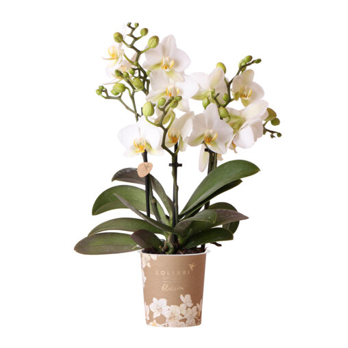 Lausanne orchidee wit